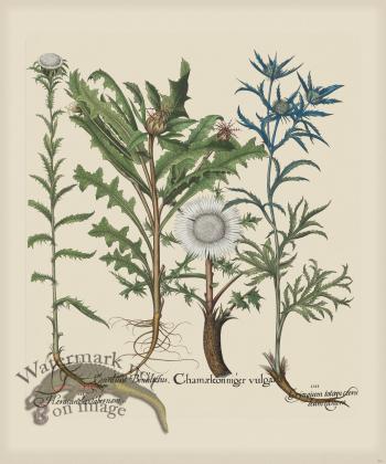 Besler 281 Colored  B2